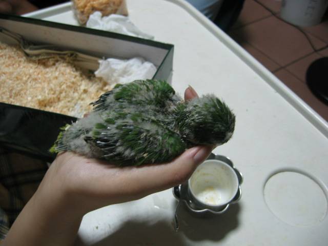 小安安