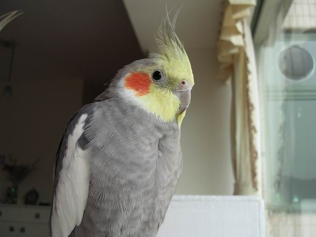 灰玄鳳 - John