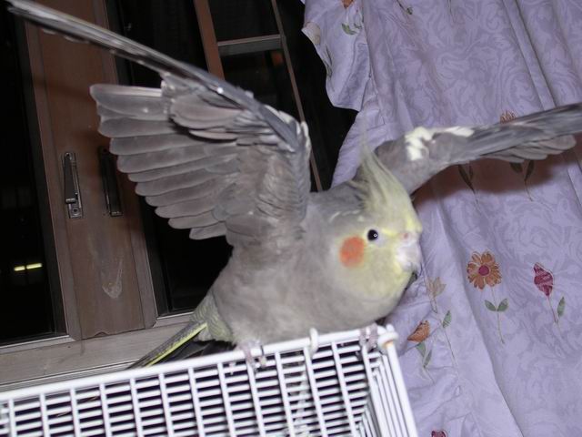 灰玄鳳 - Mary