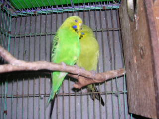 小頭