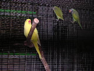 月輪母鳥