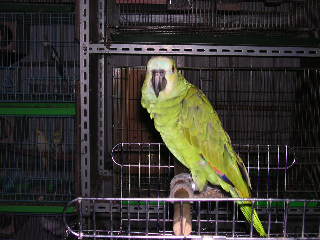 母鳥
