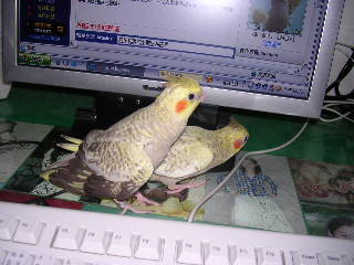 找什麼東東