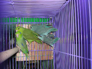 新進鳥種