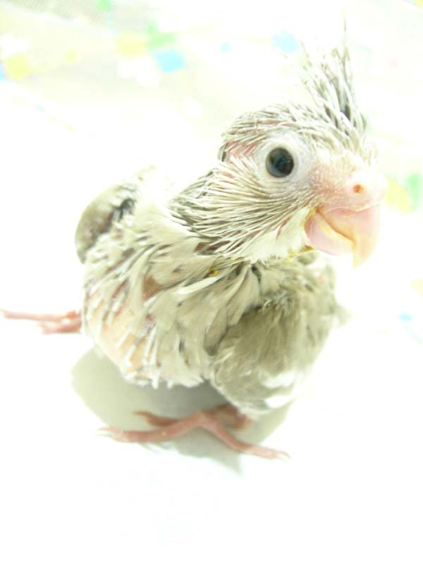 miki