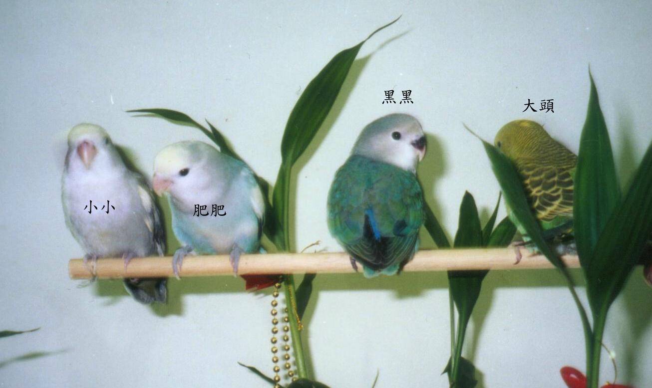 nanago