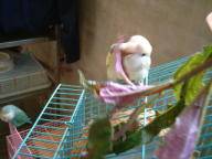 吃菜菜