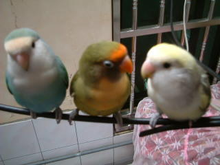 3鳥鼎立