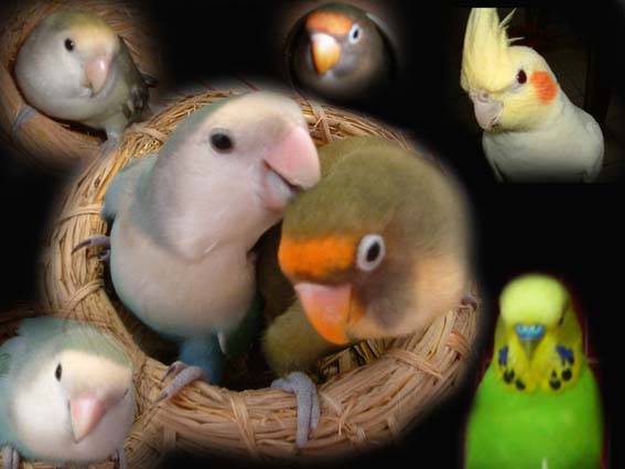 我的鳥寶貝