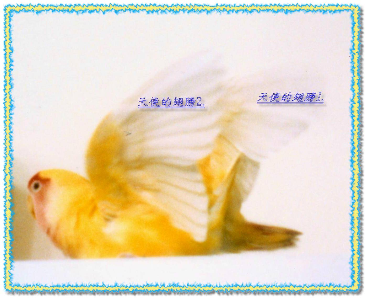 天使的翅膀