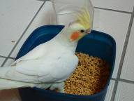玄鳳