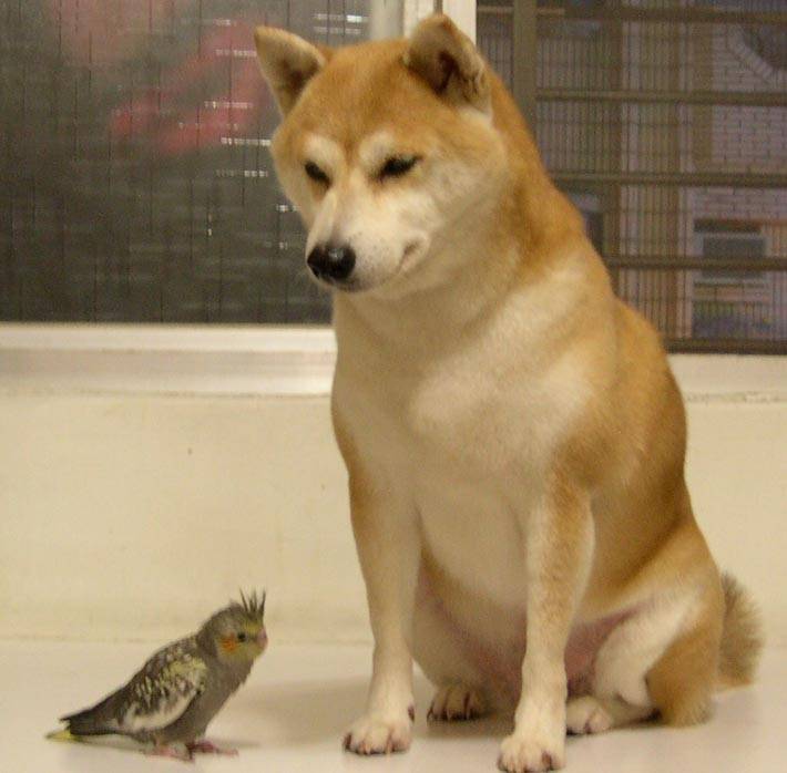 犬鳥ㄉ愛情物語^^