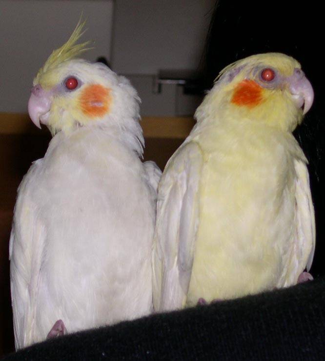 2個月ㄉ玄鳳kiki & momo