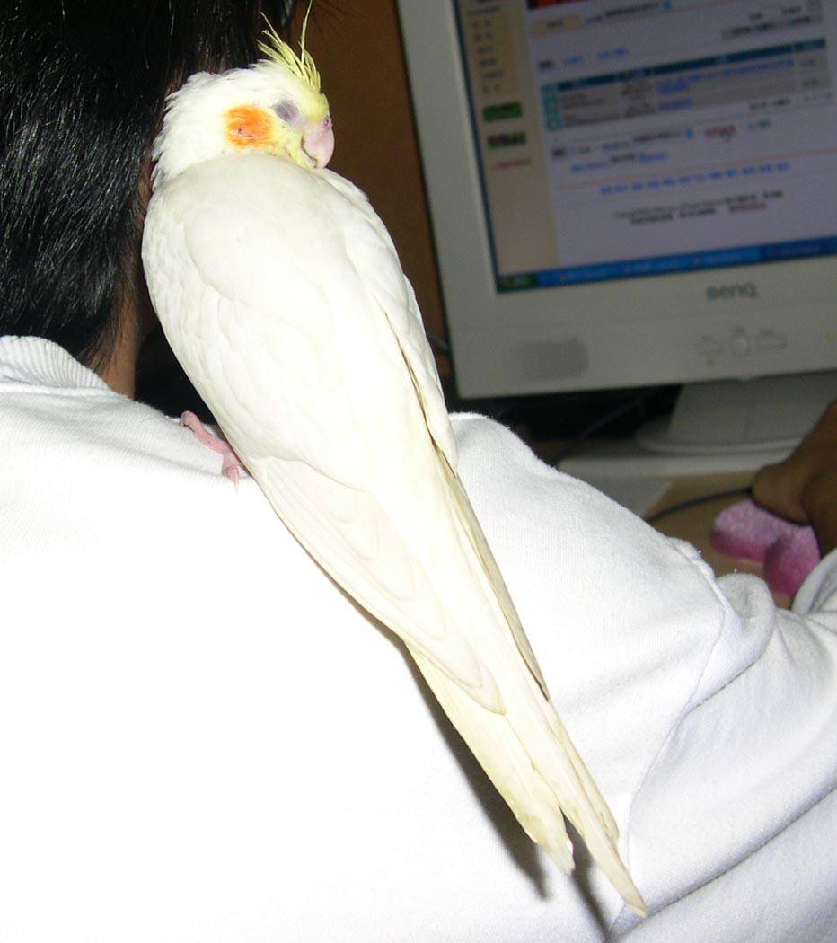 ｋｉｋｉ陪小姊姊上網ㄛ