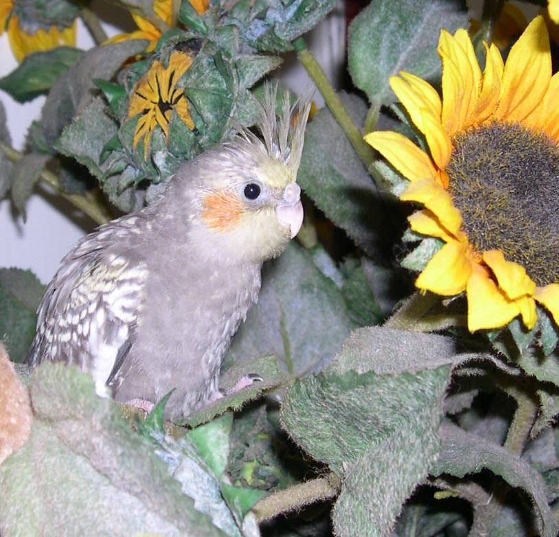 GiGi喜歡太陽花