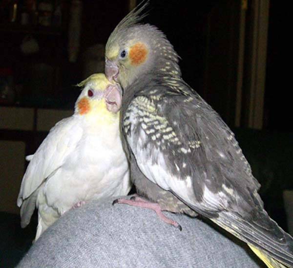 小鳥依鳥圖