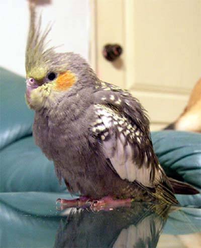 3個多月的珍珠玄鳳GiGi
