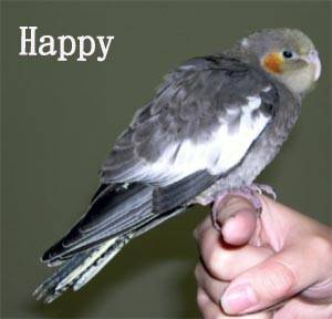 Happy黑皮寶貝