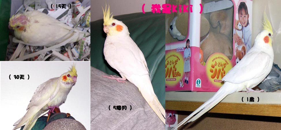 KiKi的成長
