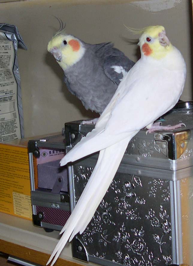 KiKi & Happy