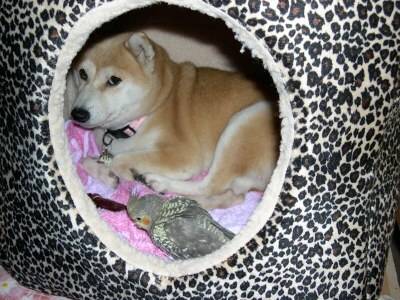 GiGi跟日本柴犬奈奈是好朋友喔