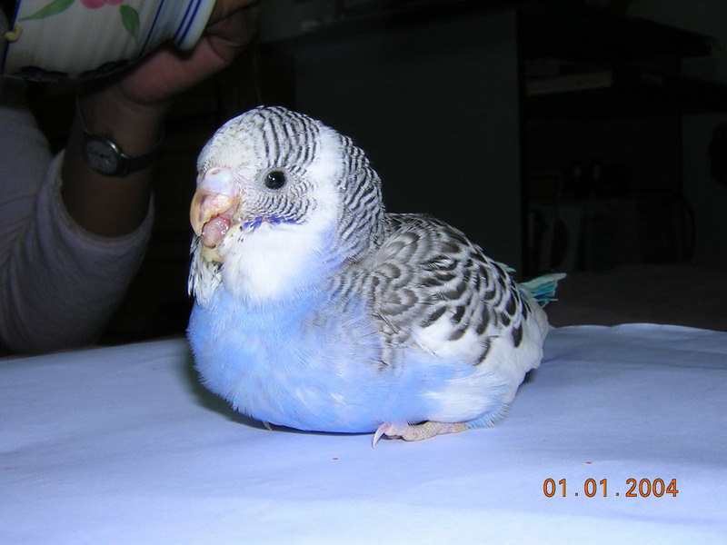 navybird