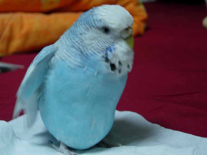 胖妞小毛