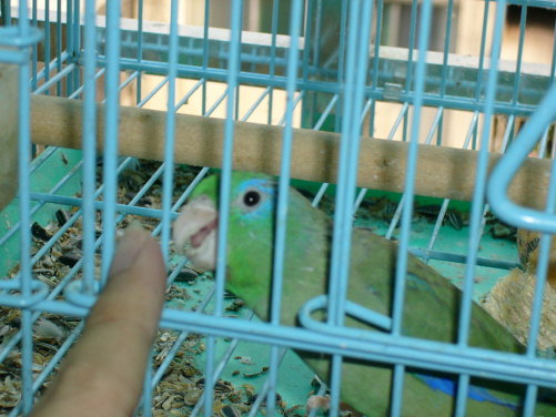 newpojen