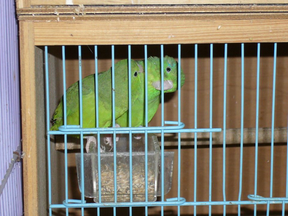 環眼太平洋種鳥