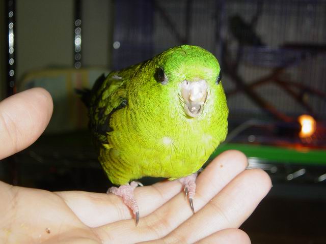 綠橫斑