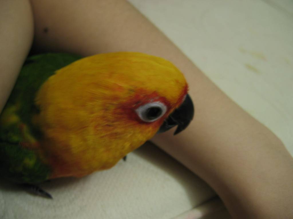 nightbird