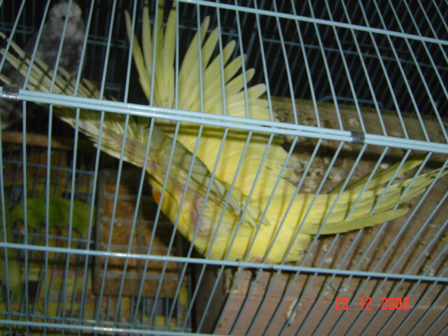 純黃玄鳳~