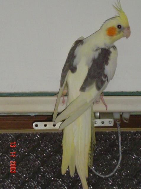 非手養中鳥
