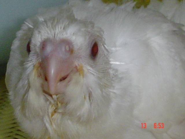 白色玄鳳