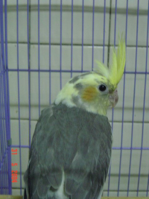 花頭玄鳳