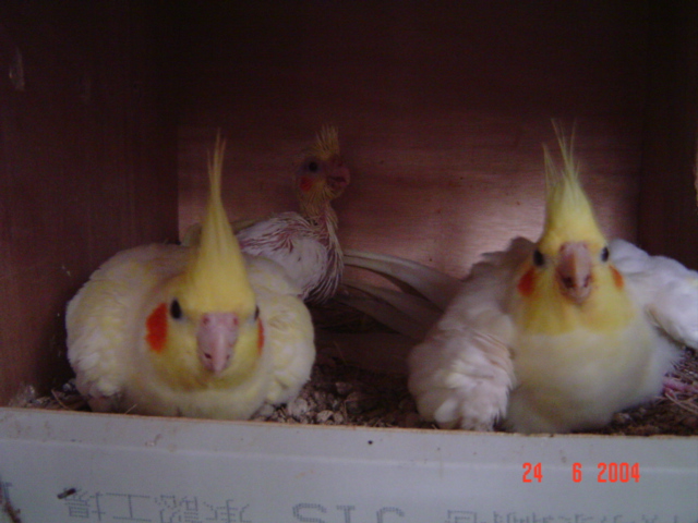 初為鳥母.