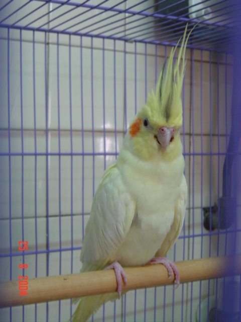 新歡舊愛