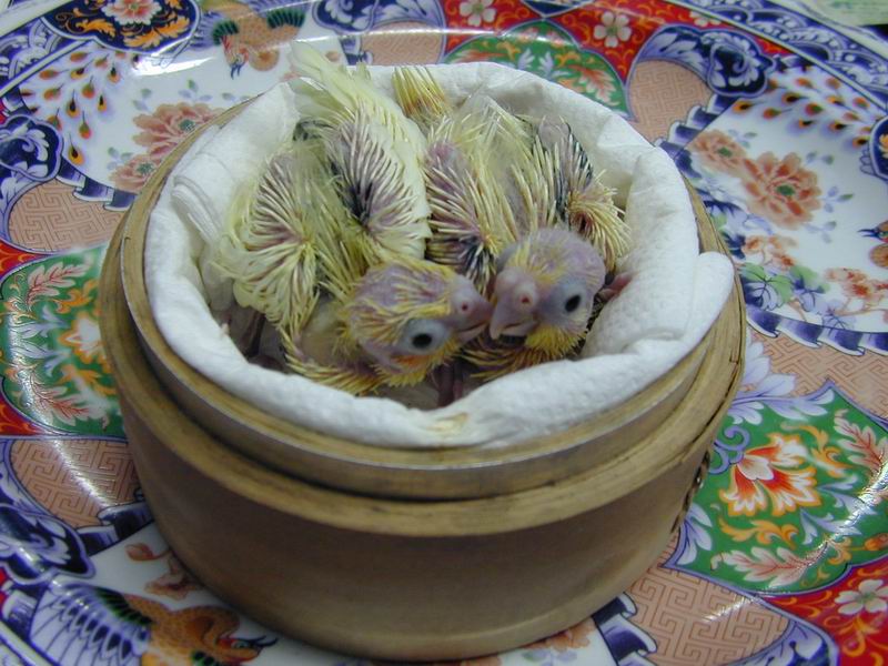 鼎泰豐玄鳳湯包新上市