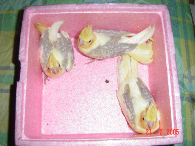 珍珠派特公&古銅珍珠派特所生之........