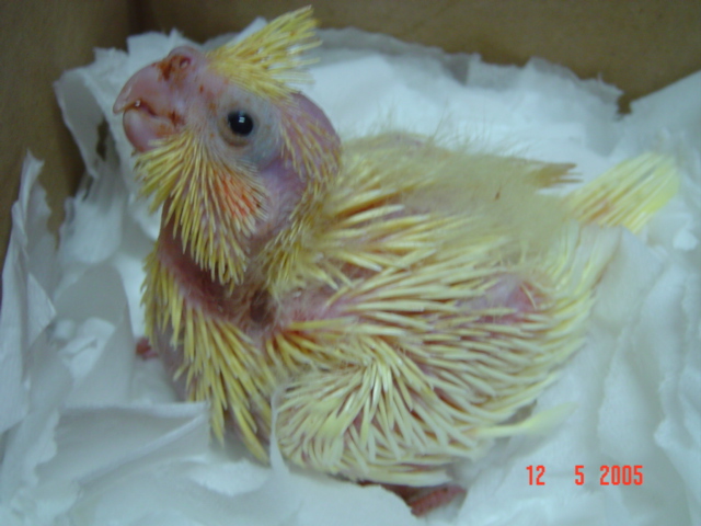 百趴幼鳥 .