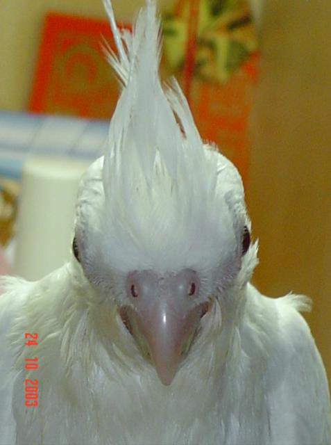 偷窺我迷家的白色玄鳳→Ｍｉｌｋ