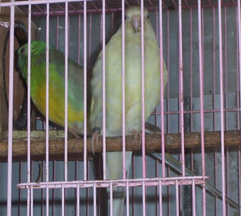o0406o