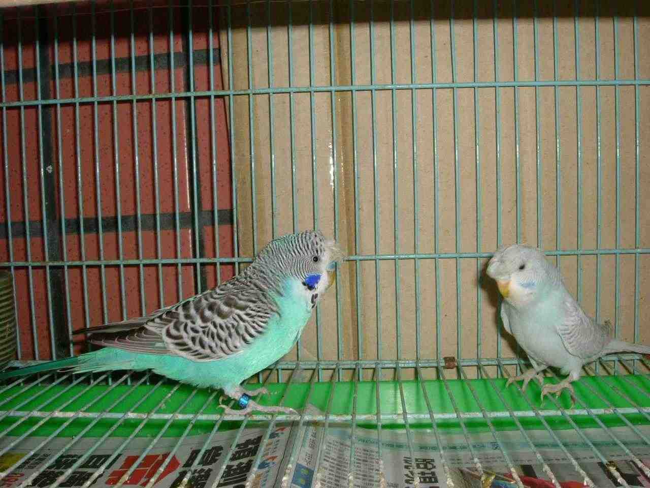 冠羽阿蘇兒