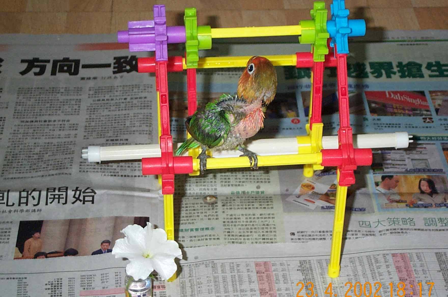 不聽話的小鸚