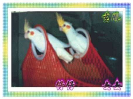 五年前的玄鳳照