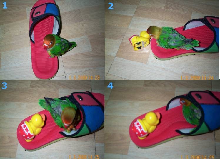 鴨子記