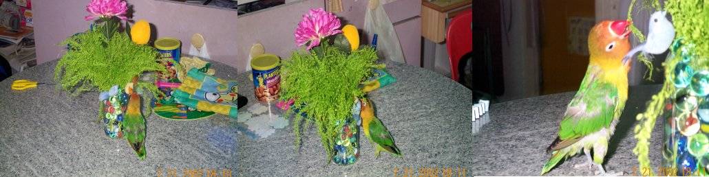 咬花草