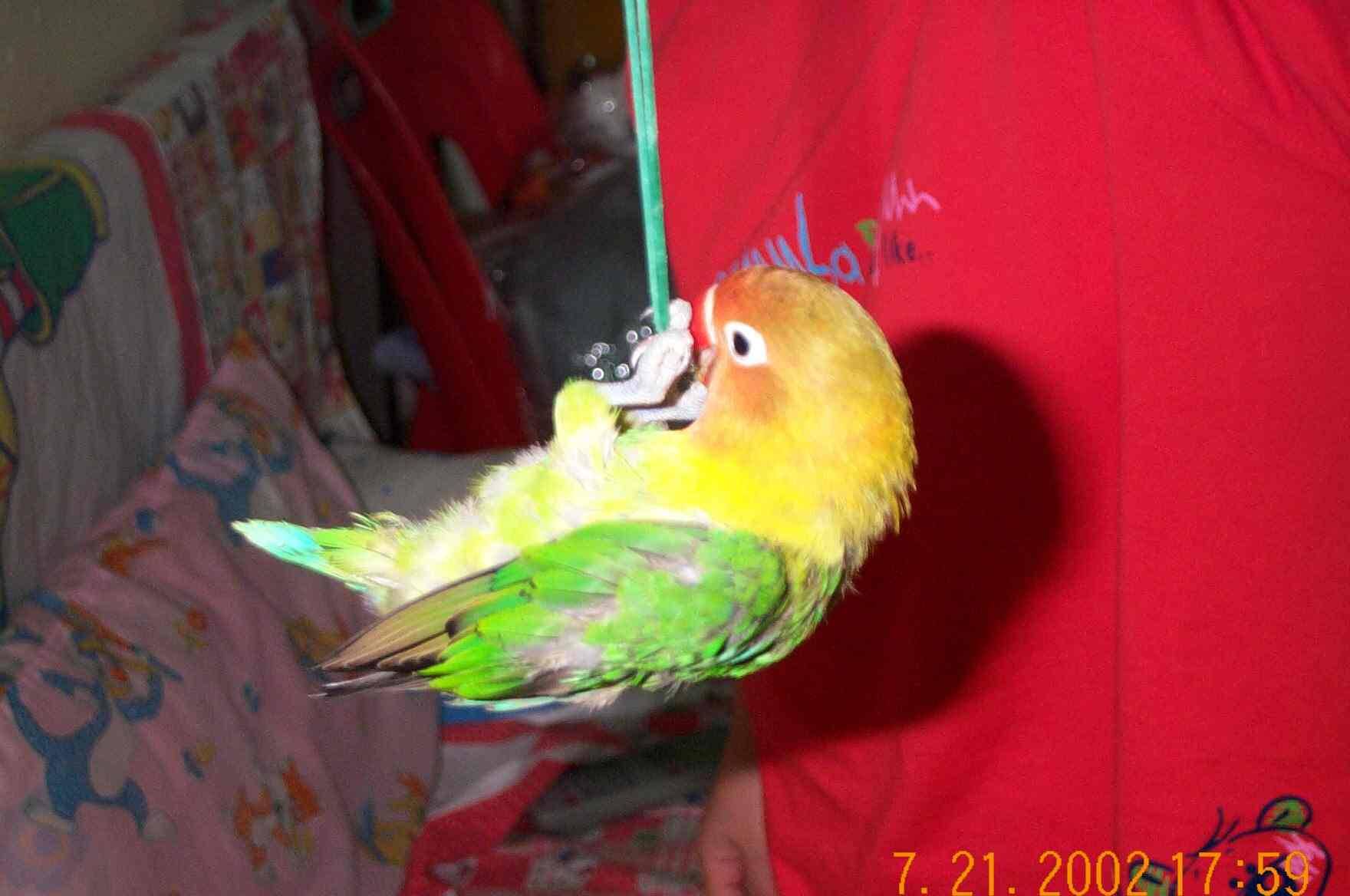 吊橡筋