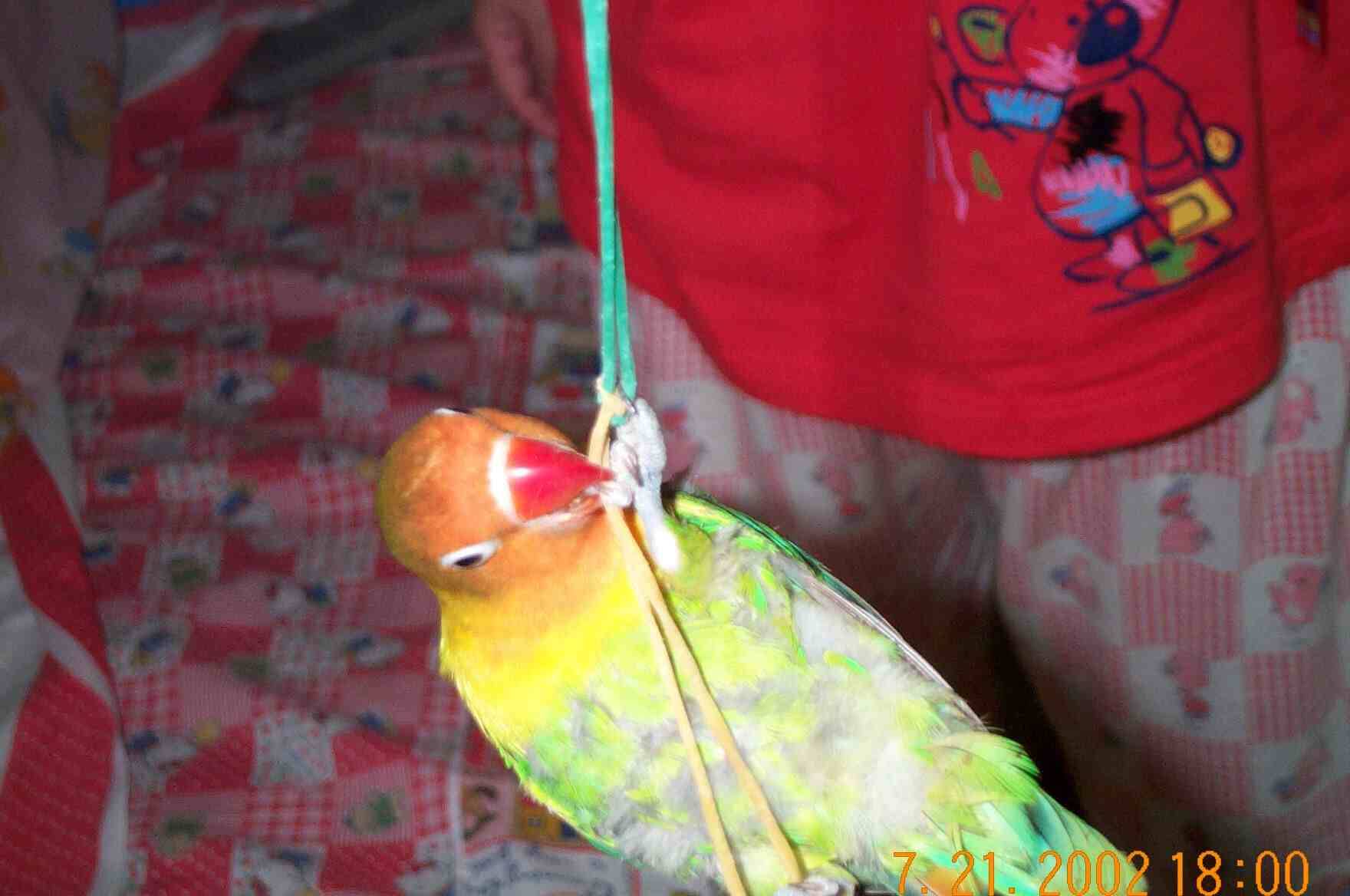 好咬之橡筋