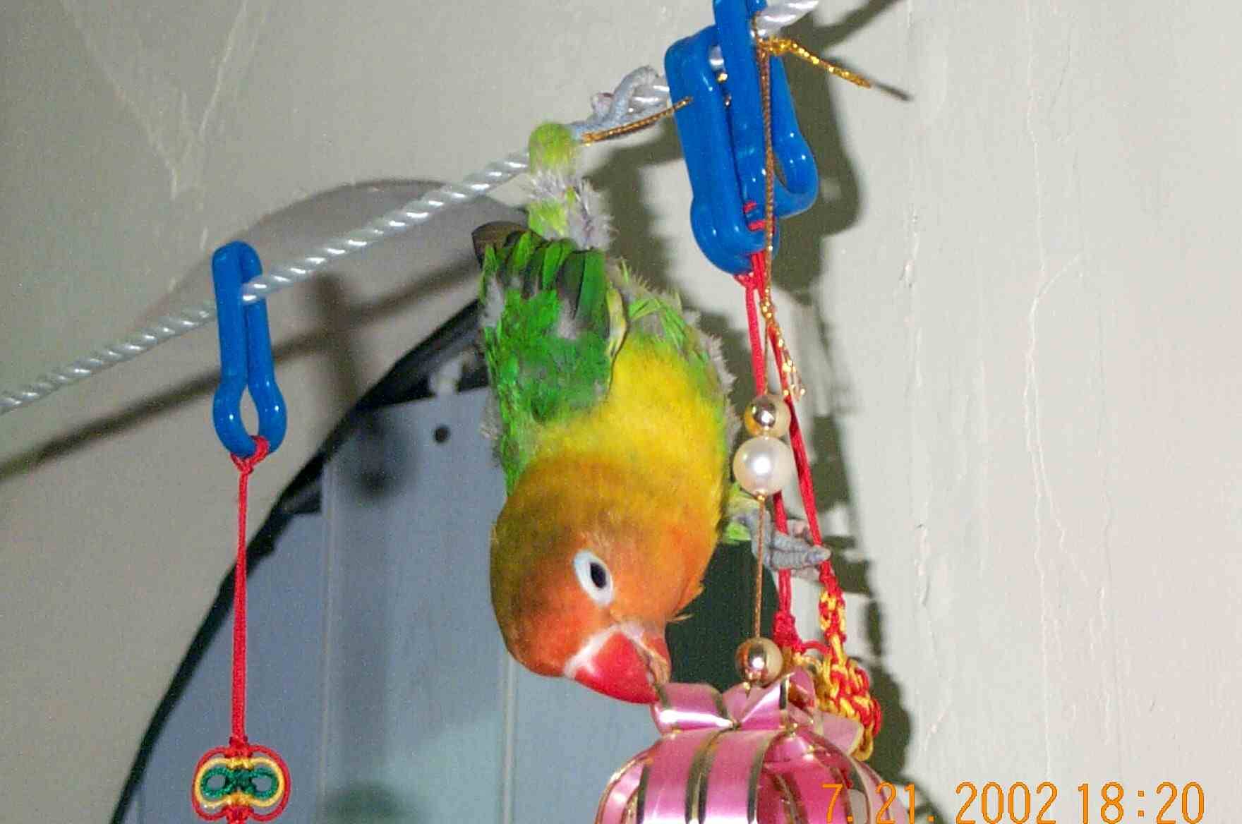 採花球